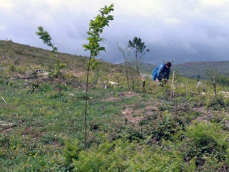Castaños Plantando castaños en Leboso