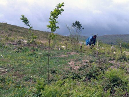 Plantando castaños en Leboso