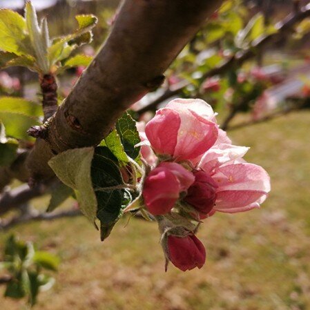 Flor de un manzano