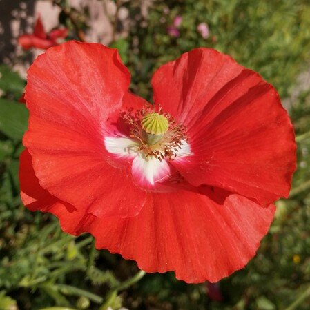 Flor de amapola