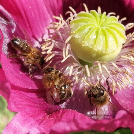 Abejas en una flor de amapola