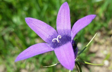 Flor silvestre color lila