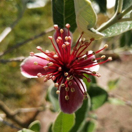 Un frutal en plena floración